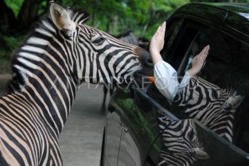 Wisata satwa Taman Safari Bogor