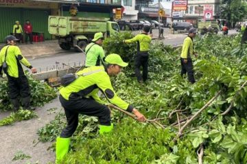Tamhut Jakbar tangani 460 pohon bermasalah selama Februari 2026