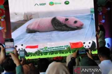 Pengumuman kelahiran anak Giant Panda pertama di Indonesia di TSI Bogor