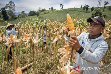 Panen raya jagung serentak kuartal 1 di Cikalongwetan