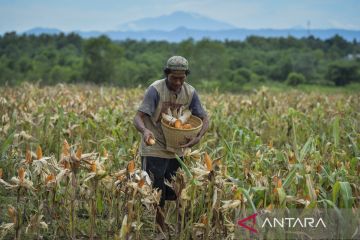 Target serapan jagung pada 2026