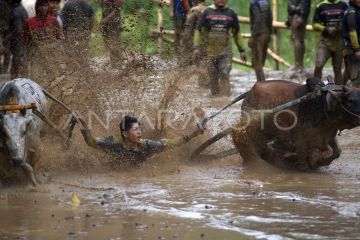 Pacu jawi awal tahun 2026