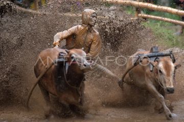 Pacu jawi awal tahun 2026