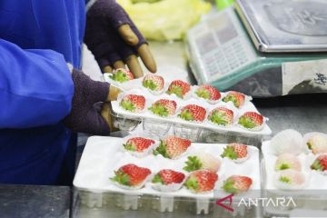 Basis stroberi terbesar di China bergeliat berkat dukungan pemerintah