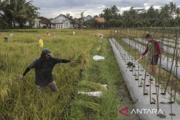 Penyediaan KUR pertanian tahun 2026