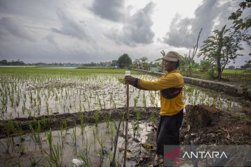 Petani pasang aliran listrik untuk basmi tikus