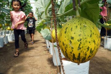 Wisata berbasis agropolitan di Tulungagung