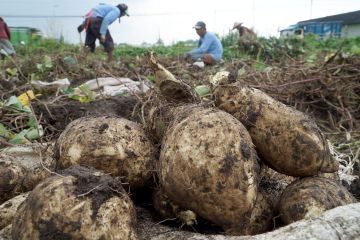 Panen Ubi Jalar di Blitar
