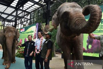 Kerja sama internasional konservasi orangutan di Taman Safari Bogor