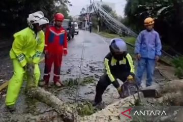 Petugas gabungan melakukan penanganan cepat pohon tumbang di Puncak