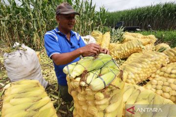 Daftar harga pangan hari ini Kamis: Bawang merah Rp40.396, telur ayam Rp30.648/kg