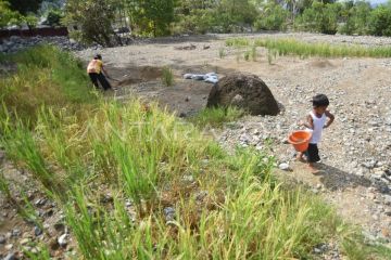 Kementan siapkan anggaran pemulihan sawah rusak akibat bencana
