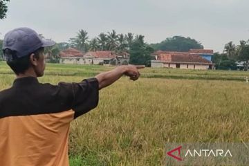 DTPHPKP Cianjur lakukan pendataan terkait gagal panen di Ciranjang