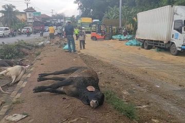 Polisi sebut kecelakaan maut di Bakauheni akibat truk alami rem blong