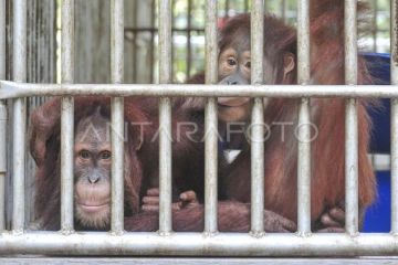 Tempat penyelamatan orang utan di Jambi