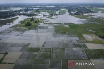 Ratusan hektare sawah terendam banjir di Kabupaten Tangerang
