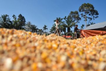 Petani padi beralih tanam jagung di Palembayan