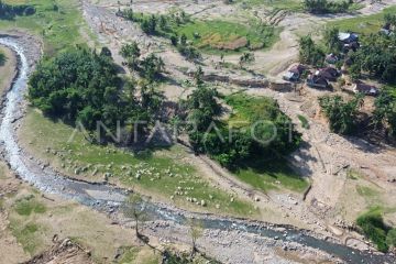 Petani padi beralih tanam jagung di Palembayan