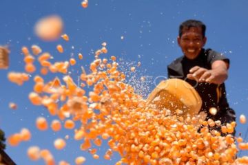 Petani padi beralih tanam jagung di Palembayan