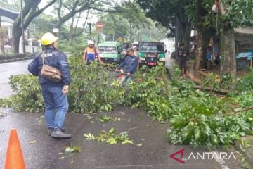 DLH Cianjur menurunkan petugas gabungan untuk pemangkasan pohon