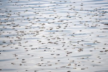 Dampak angin kencang di Danau Maninjau