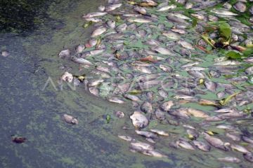 Dampak angin kencang di Danau Maninjau