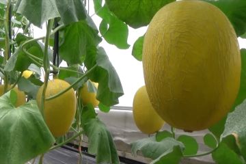 Gandeng petani muda, UGM dampingi budidaya melon premium hidroponik