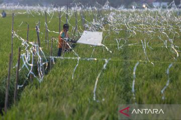 Proyeksi produksi beras nasional