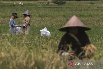 Luas panen dan produksi padi di Banten