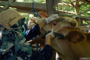 Pengawasan ternak antisipasi PMK di Tulungagung