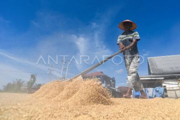 Produksi gabah kering panen Sumatera Barat sepanjang 2025