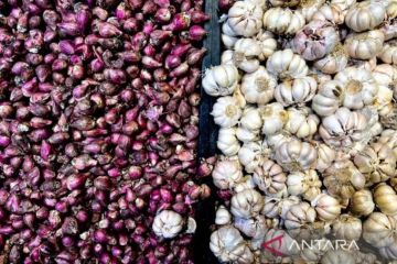 BPS: Harga bawang putih turun tipis di awal Februari 2026