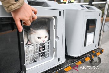 Chongqing luncurkan layanan transportasi hewan peliharaan saat Imlek
