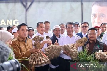 Bawang putih di persimpangan impor