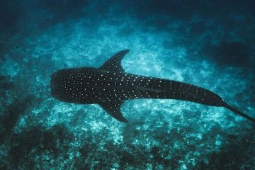 Maladewa Luncurkan Program Tech4Nature untuk Melestarikan Hiu Paus Ikonik