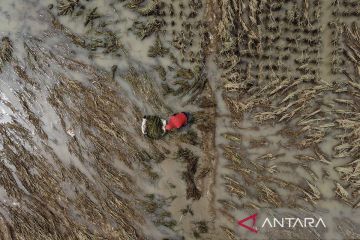 BPBD catat 200 hektare padi terendam, petani di Ciamis ambil langkah cepat panen lebih awal