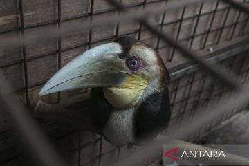 Penyelamatan burung julang emas hasil serahan warga