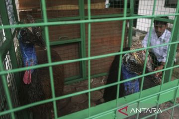 Penyelamatan dua ekor burung kasuari gelambir ganda