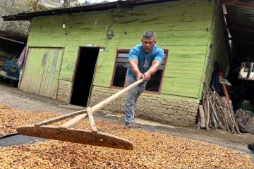 Dapat bantuan irigasi, petani kopi Aceh Tengah sebagian mulai berkebun