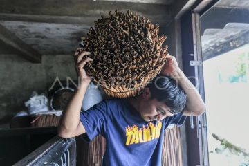 Usaha kulit kayu manis manis mulai pulih pascabencana