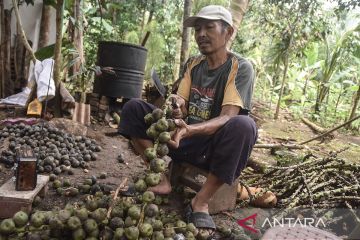 Permintaan buah kolang-kaling di Ciamis