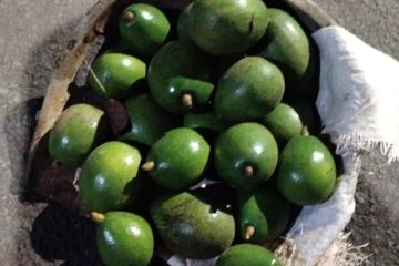Curi Alpukat 10 Kg di Jagakarsa, Pria Ini Dimaafkan Pemilik
