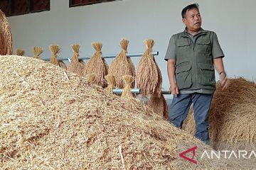 Pemkab Cianjur menjaga ketersediaan bibit Pandanwangi di lahan 5 hektare