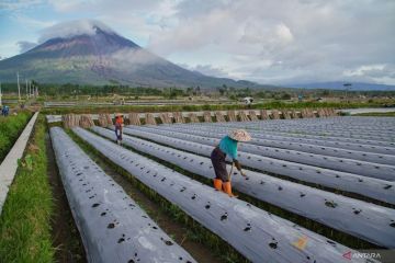 Musim tanam cabai di Lumajang