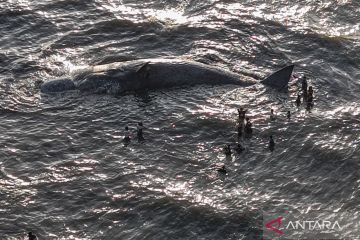 Paus terdampar di Kolaka