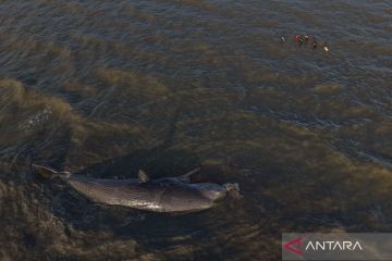 Paus terdampar di Kolaka