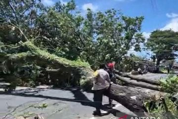 Musim hujan, BRIN minta pemerintah pantau kesehatan pohon di jalan