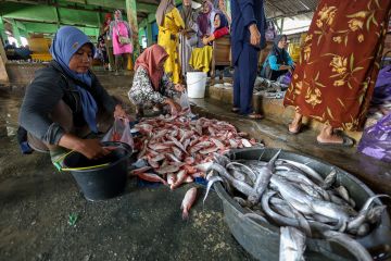 Harga ikan laut naik di Pantura