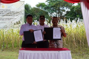 PTDI sulap lahan di Jatigede Sumedang menjadi pusat sorgum