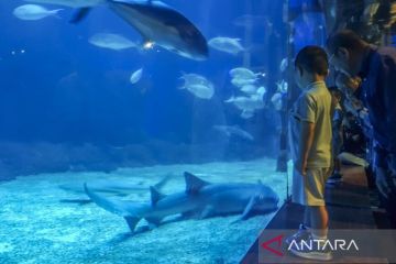 Jakarta Aquarium Safari hadirkan program The Golden Hour to Iftar